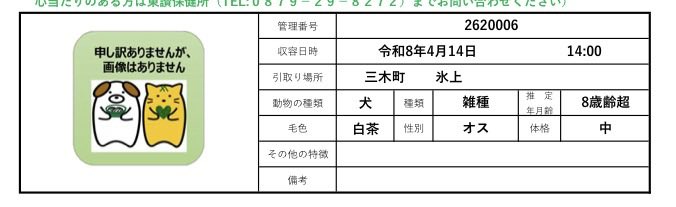 🟧香川県 東讃保健所収容情報🟧
管理番号2620006
推定8才超の白茶男の子が捕獲されました
病気や怪我が重い場合写真は掲載されません
野犬でこの年齢は稀…人と暮らしていた子かな😢
このままでは処分になってしまう😢

心当たりがありましたら
東讃保健所 📞0879-29-8272 まで🙏

掲載期限 4月21日