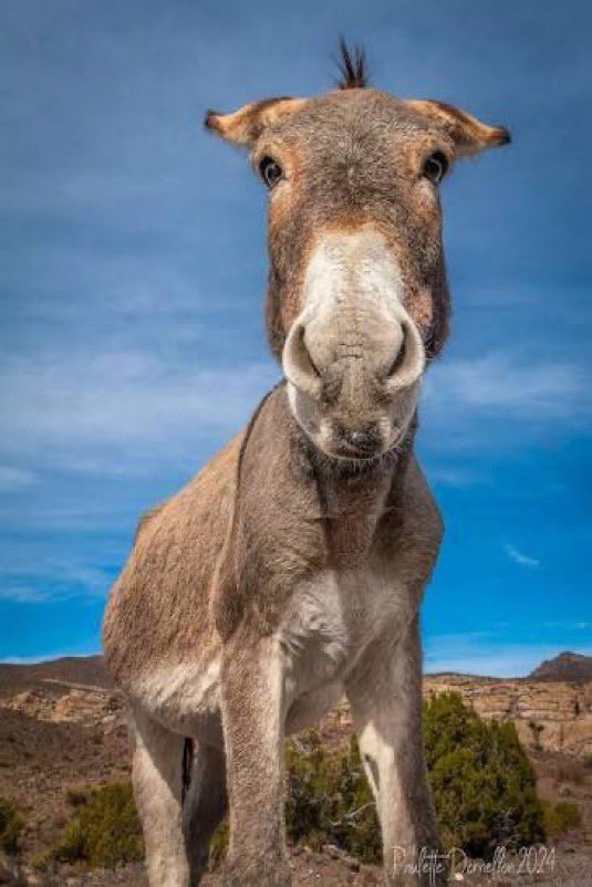 💛🇦🇷 🅟🅐🅜🅟🅐 🇦🇷💙 tweet media