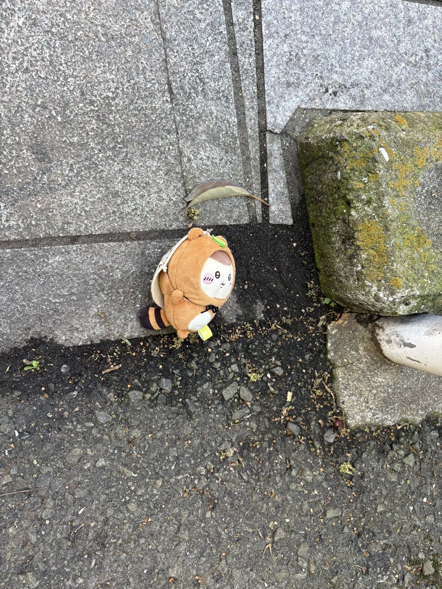 1ovemo2's tweet photo. 迷子のくりまんじゅう先輩に遭遇しました。一時保護してますが悲しんでる持ち主いらっしゃらないかな https://t.co/wij9FG8900