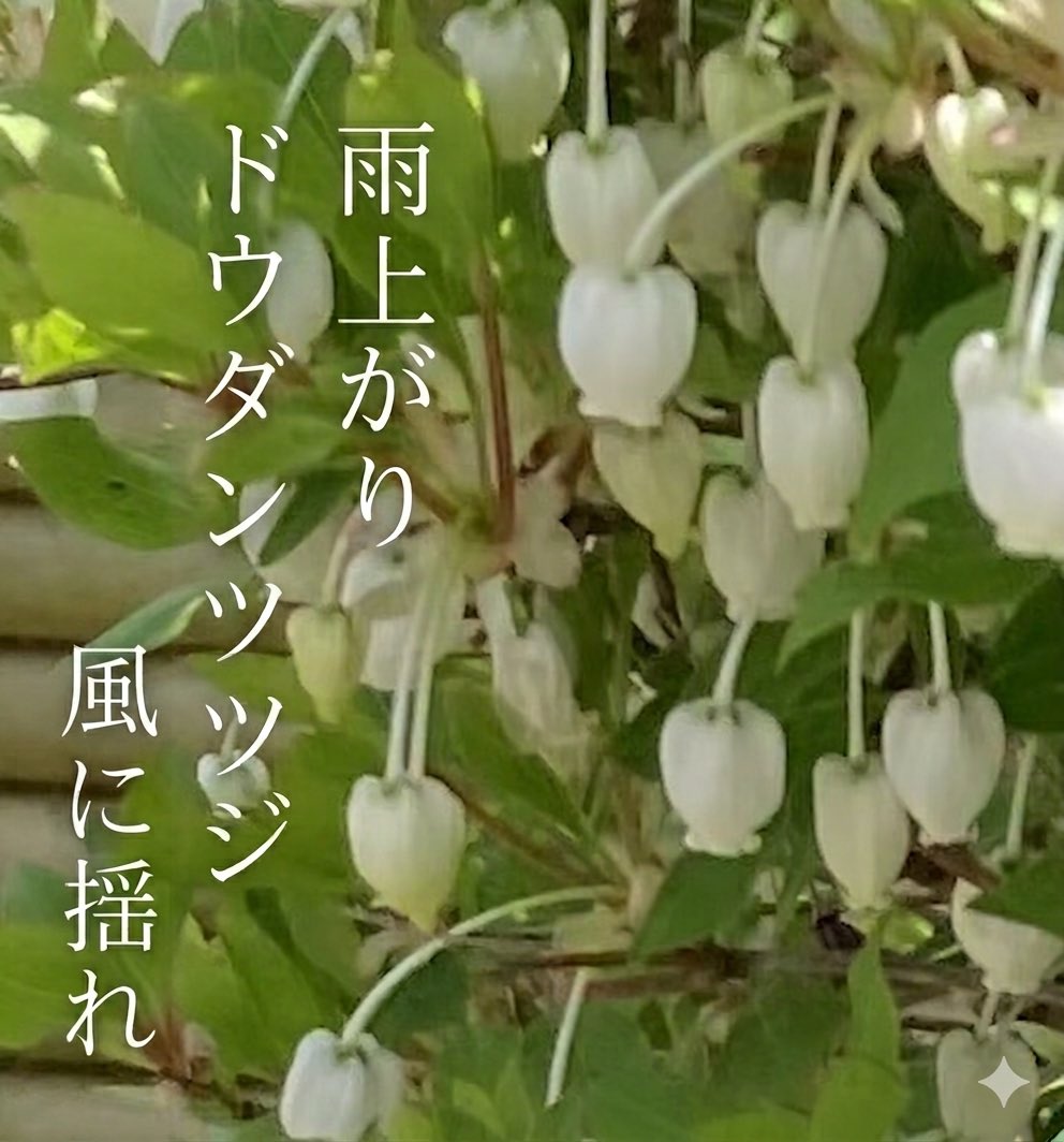 medarion's tweet image. ＃haiku

雨上がり
ドウダンツツジ
風に揺れ

2026.4.13
みゅうぜ

＃俳句