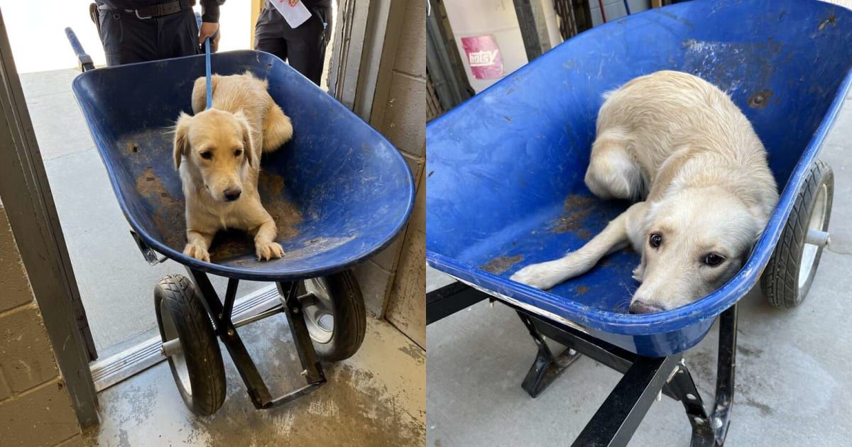 Dog lovers tweet media