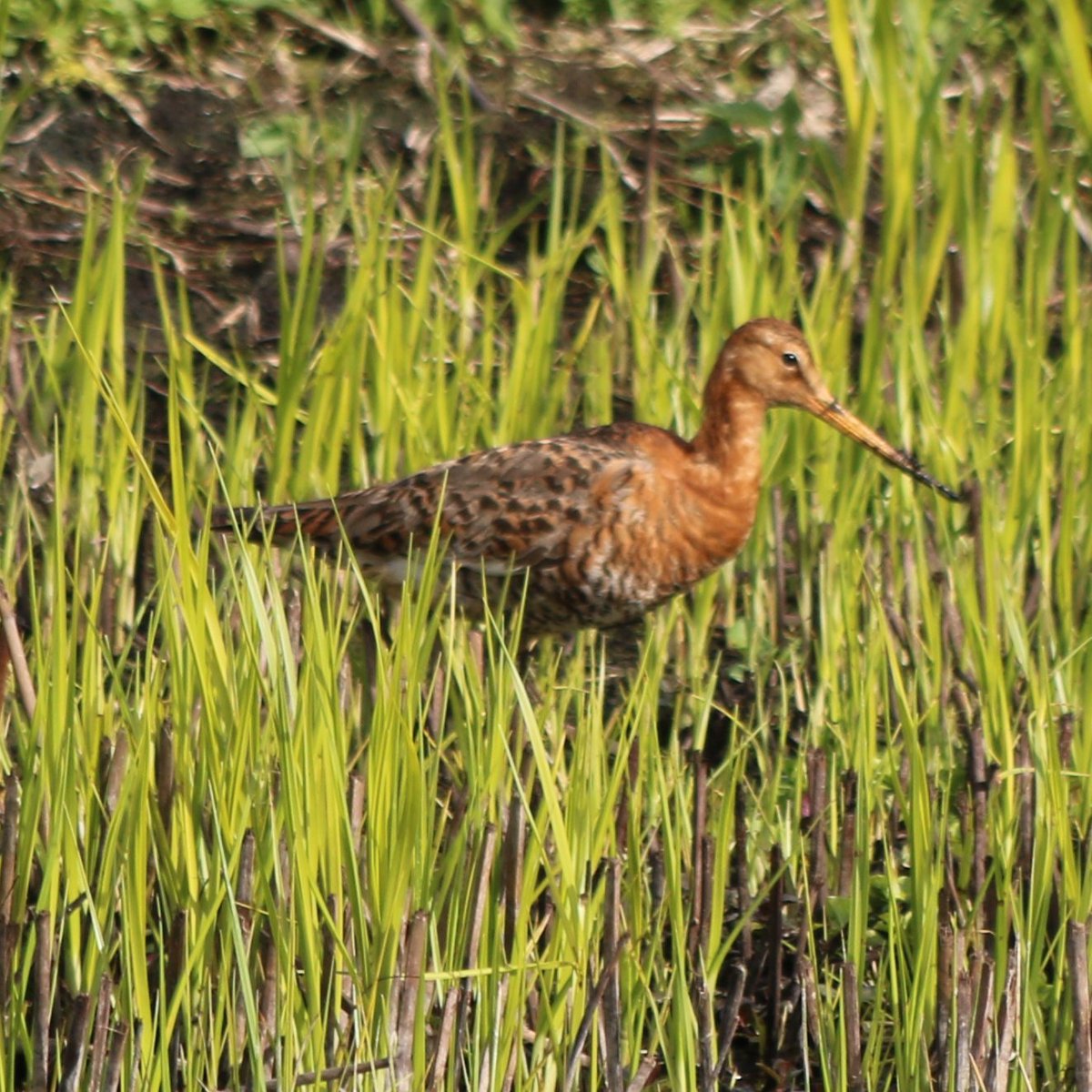 RobEmery13's tweet photo. Black-Tailed Godwit,hiding at Catcott lows.Somerset https://t.co/0N9AUWqFAP