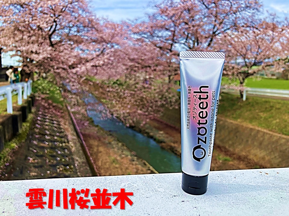 ozofine28's tweet photo. 雲川桜並木でお花見🌸
桜満開で、くもがわいい景色。

<新発売>
犬猫用　口腔ケアジェル「Ozoteeth：オゾティース」
オゾンの力で気になるお口のニオイをケア

お問合せは、下記ＨPまで。
https://t.co/5tJpLlOSC9

#オヤジギャグ炸裂
#犬猫用口腔ケア用品
#口臭対策
#ペット用品 https://t.co/b69zTCAS4i
