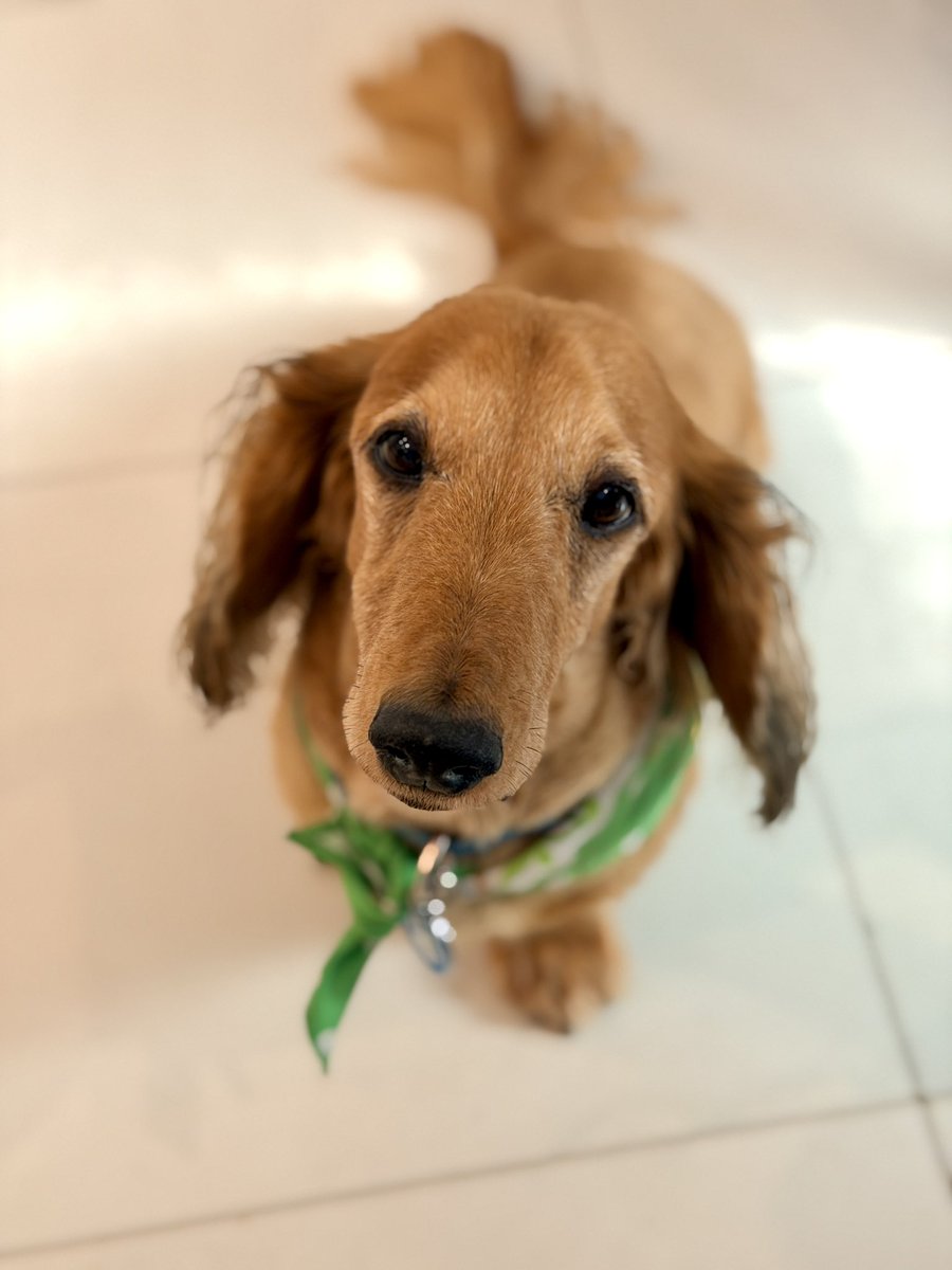 Schnitzel & Clover tweet media