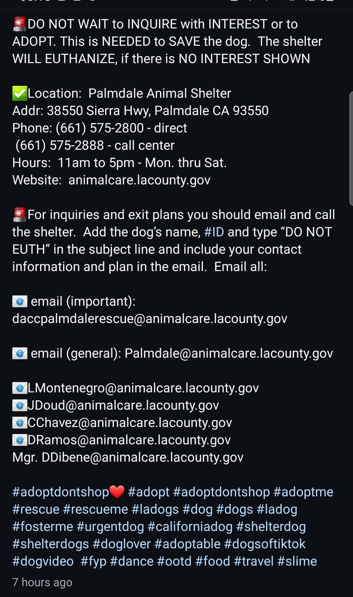 8415_n's tweet image. ERIC #A5766490
4mo.#labrador #labradorable #labradorpuppy #labradorrescue
#adoptpuppy

Eric is a #puppy in a shelter w/the highest kill-rate in #California #CA. #Palmdale

The sweetness &amp;amp; innocence he radiates is killing me.

Who can #ADOPT ERIC or #FOSTER at NO COST to save him?