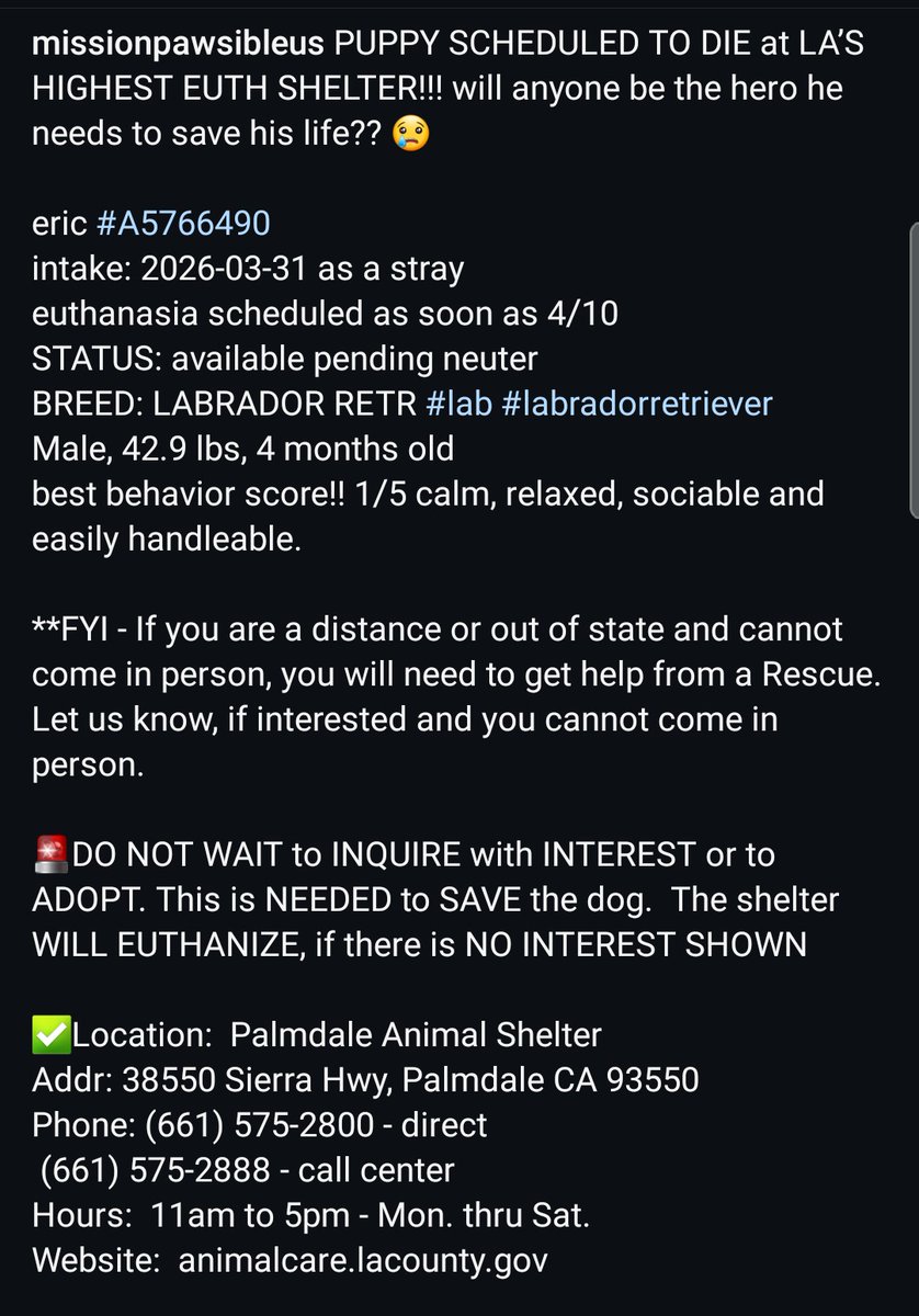 8415_n's tweet image. ERIC #A5766490
4mo.#labrador #labradorable #labradorpuppy #labradorrescue
#adoptpuppy

Eric is a #puppy in a shelter w/the highest kill-rate in #California #CA. #Palmdale

The sweetness &amp;amp; innocence he radiates is killing me.

Who can #ADOPT ERIC or #FOSTER at NO COST to save him?