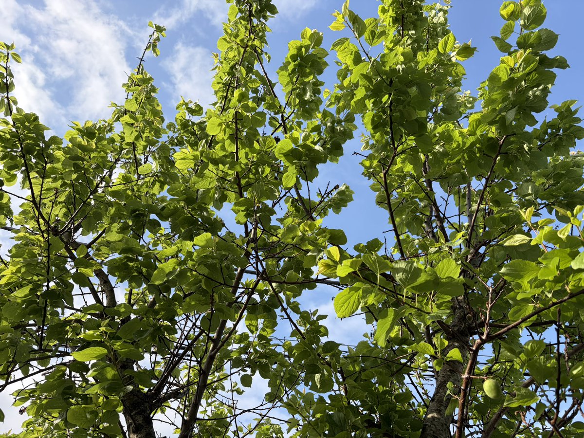 kumi🍓💗💙💜 tweet media