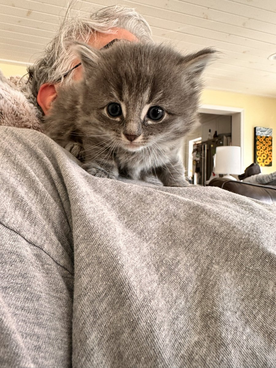 AssCat tweet media