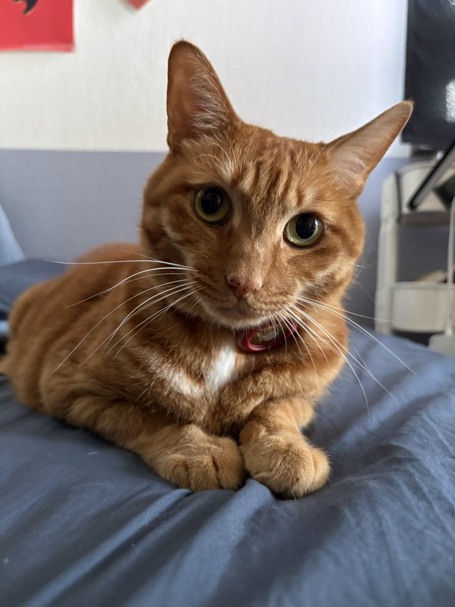 おむぎちゃん tweet media