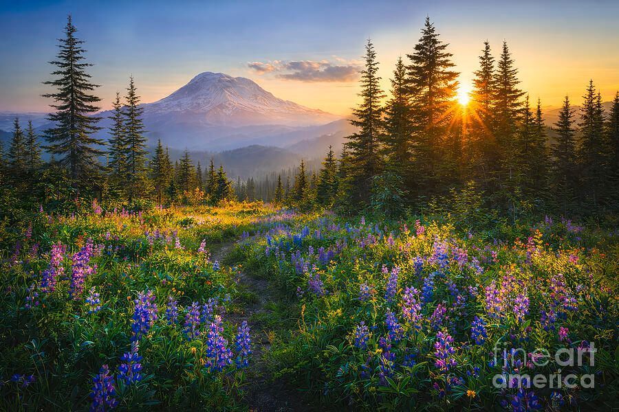 shelia_hunt's tweet photo. 𝐖𝐇𝐄𝐑𝐄 𝐋𝐈𝐆𝐇𝐓 𝐋𝐈𝐍𝐆𝐄𝐑𝐒 𝐈𝐍 𝐓𝐇𝐄 𝐂𝐀𝐒𝐂𝐀𝐃𝐄𝐒
New from the Cascade Mountains
https://t.co/HYcSxV3K9w
#SheliaHunt #BuyIntoArt #MountRainier #Wildflowers #SunsetVibes #Cascades #CascadeMountains #PacificNorthwest #Sunrise #SunsetPhotography #WildflowerMorning https://t.co/7Fg4uMfEps