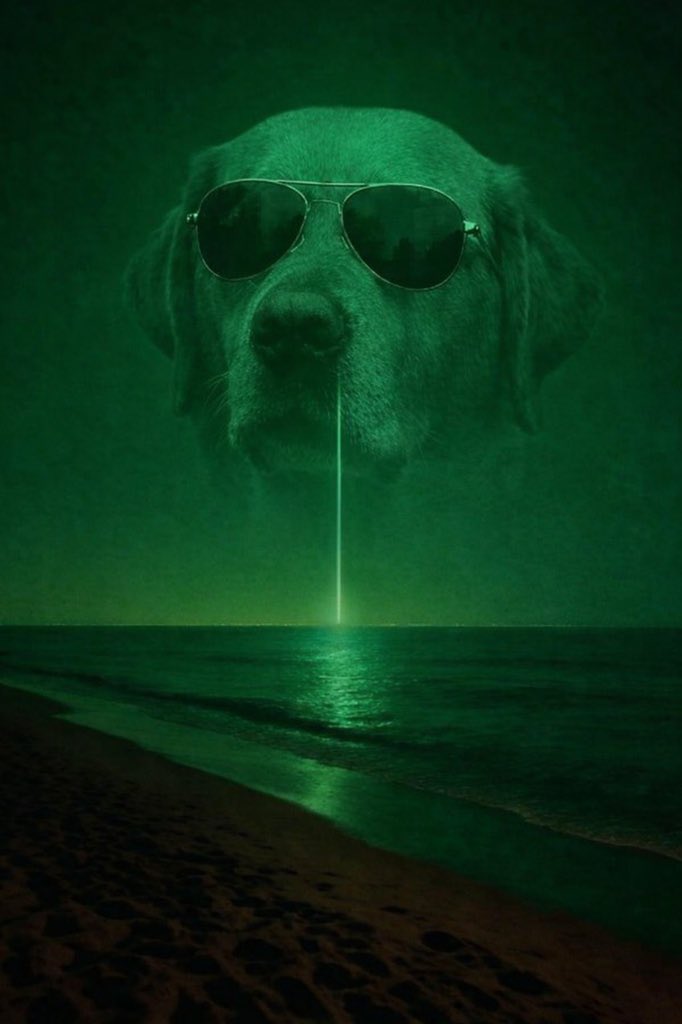 Ellia($DOG ARC) tweet media