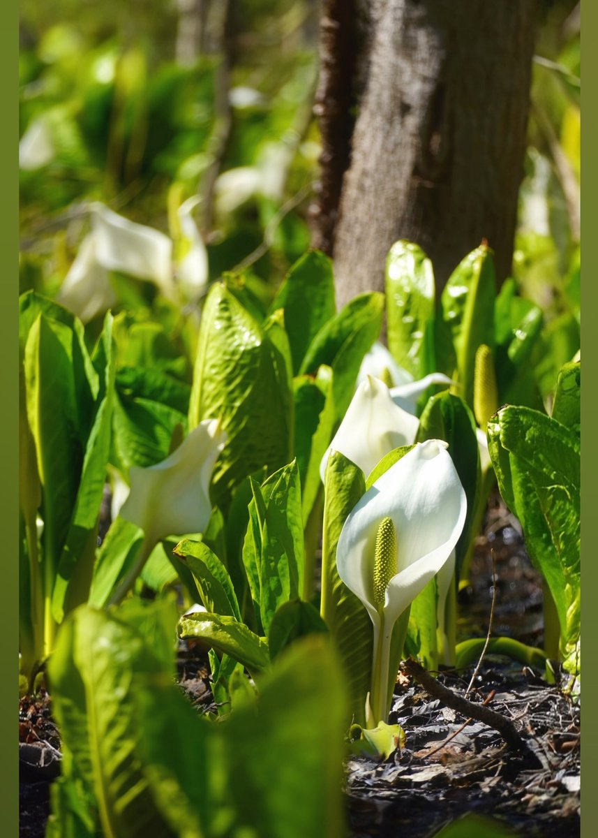 hanamaru tweet media