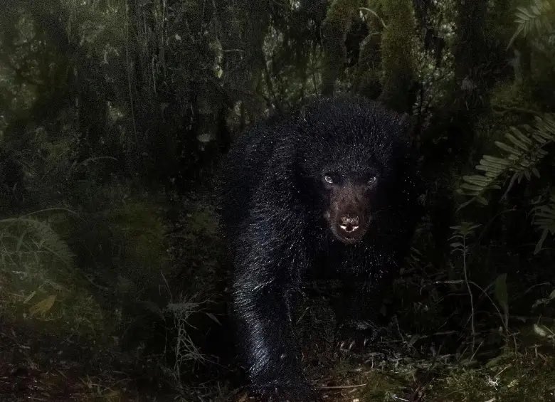 Criollohesperita 🇨🇴 ☧ tweet media