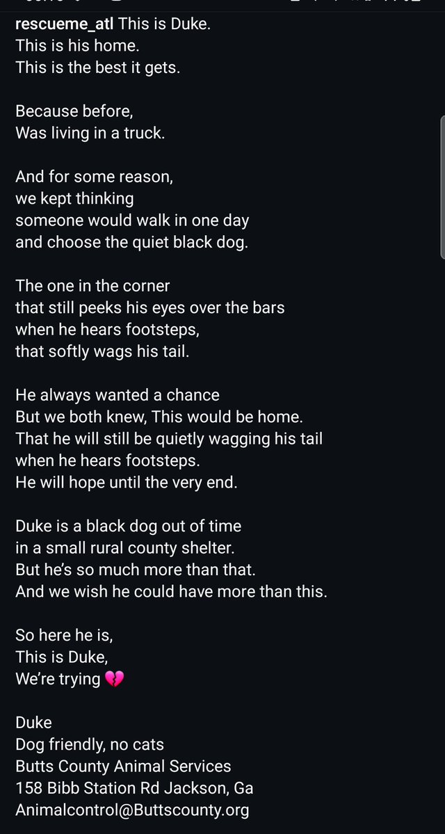 8415_n's tweet image. DUKE
&amp;lt;1yo.#labrador #labradorable #labradorpuppy #labradorrescue #puppylove #adoptpuppy

Not much is known about Duke. He's in #jacksonGA #buttscountyGA. A location w/ very little foot traffic. I couldn't even find a shelter listing.
He's dog-friendly, super sweet, still hopeful.