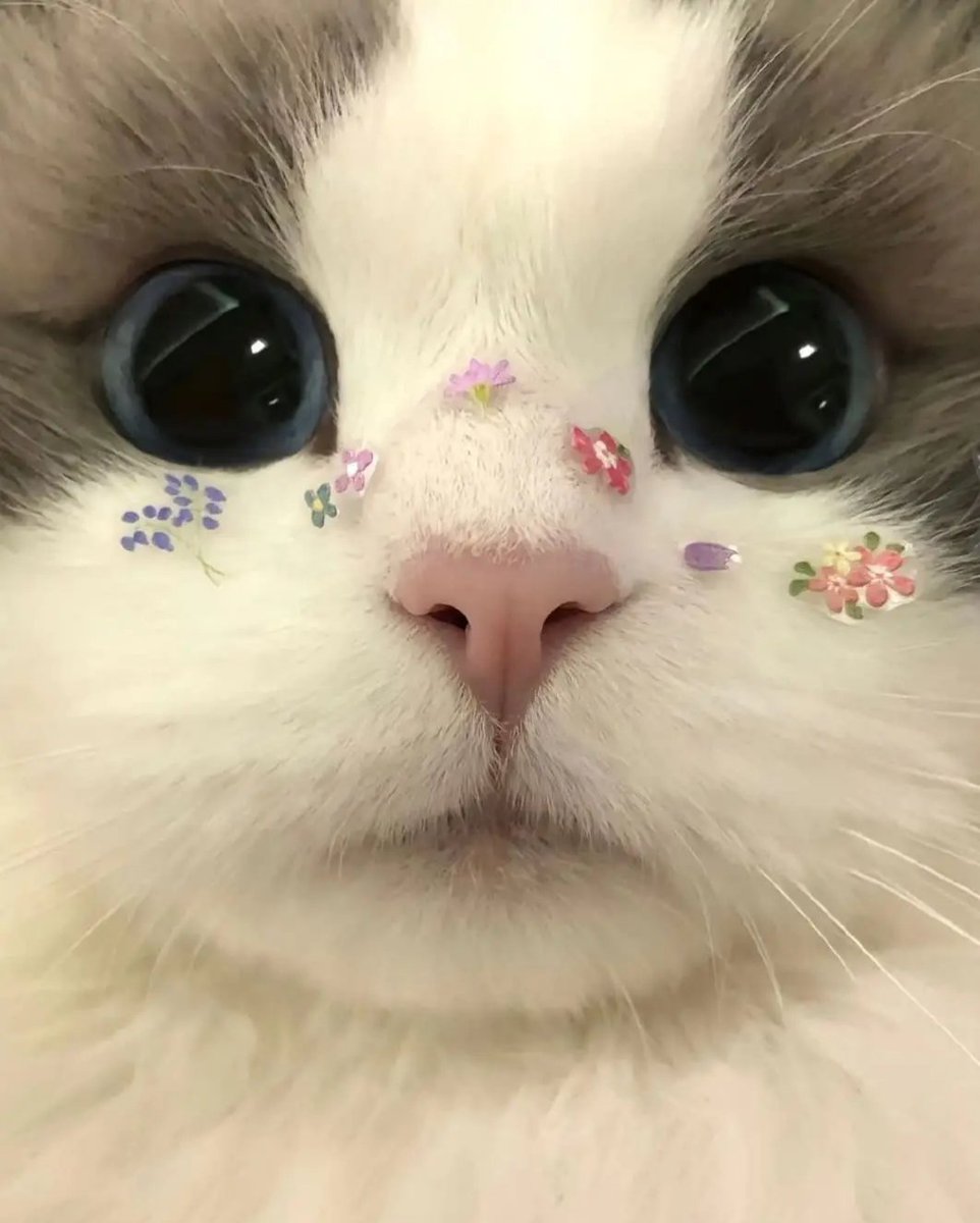 Daily Cat Posts tweet media