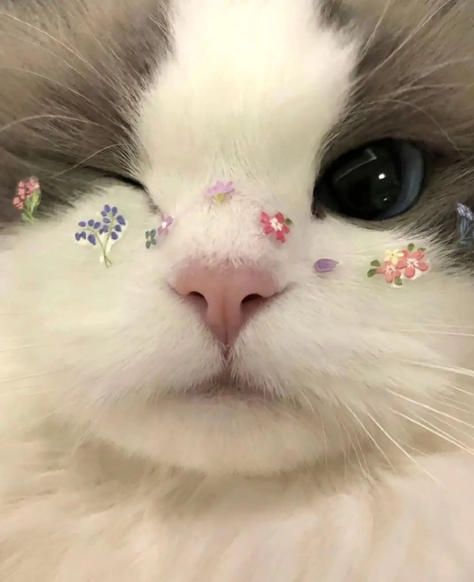 Daily Cat Posts tweet media