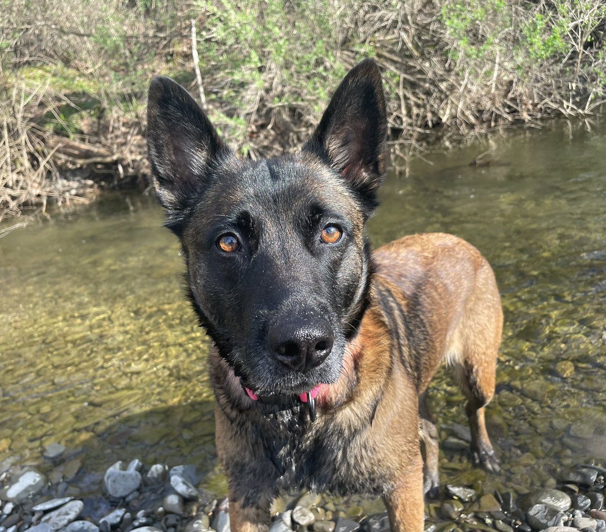 ChenangoBango76's tweet photo. #PrettyBitch #EllaTheDeerSlayer #NotANarc #SoYouThinkYouWantAMalinois #MalinoisDoItBest #BelgianMalinois https://t.co/VSZGDxhjO4