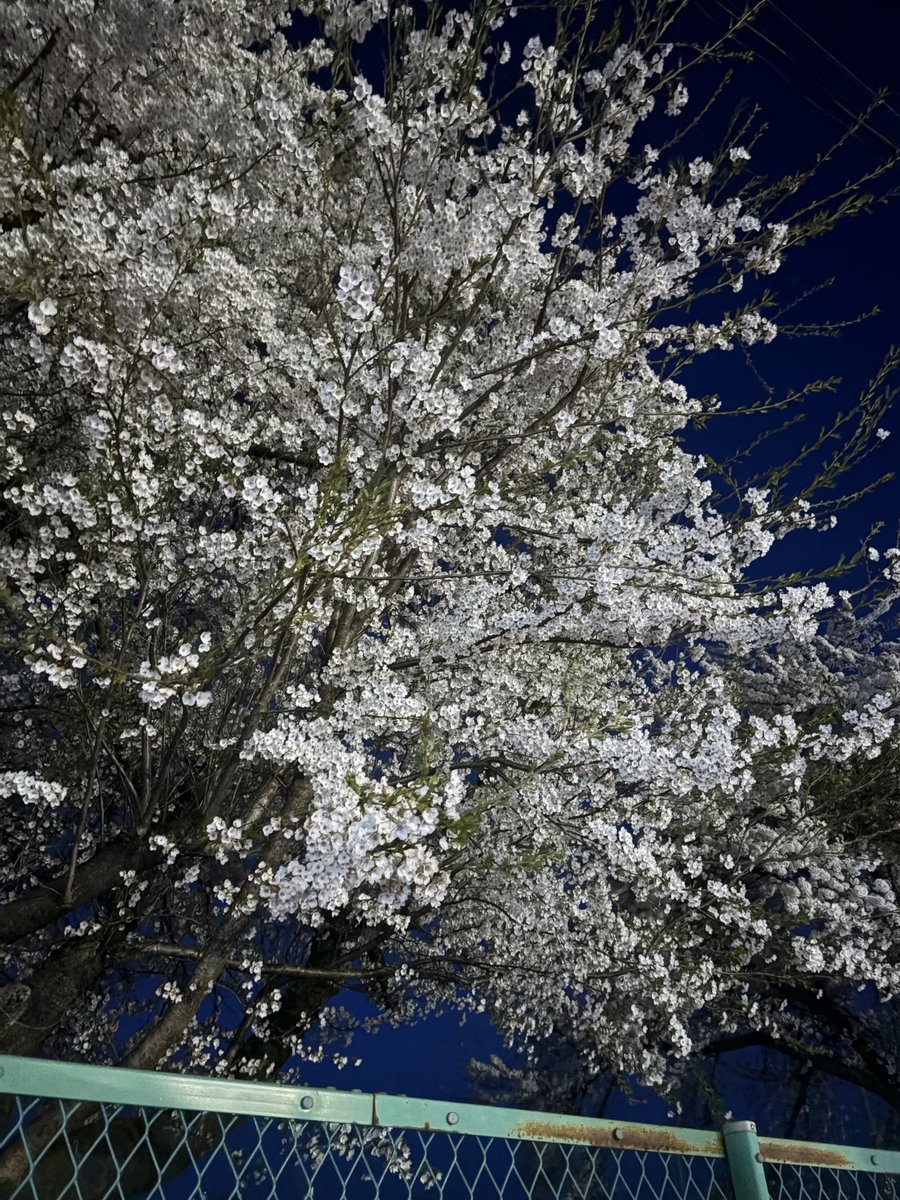 うまこ tweet media