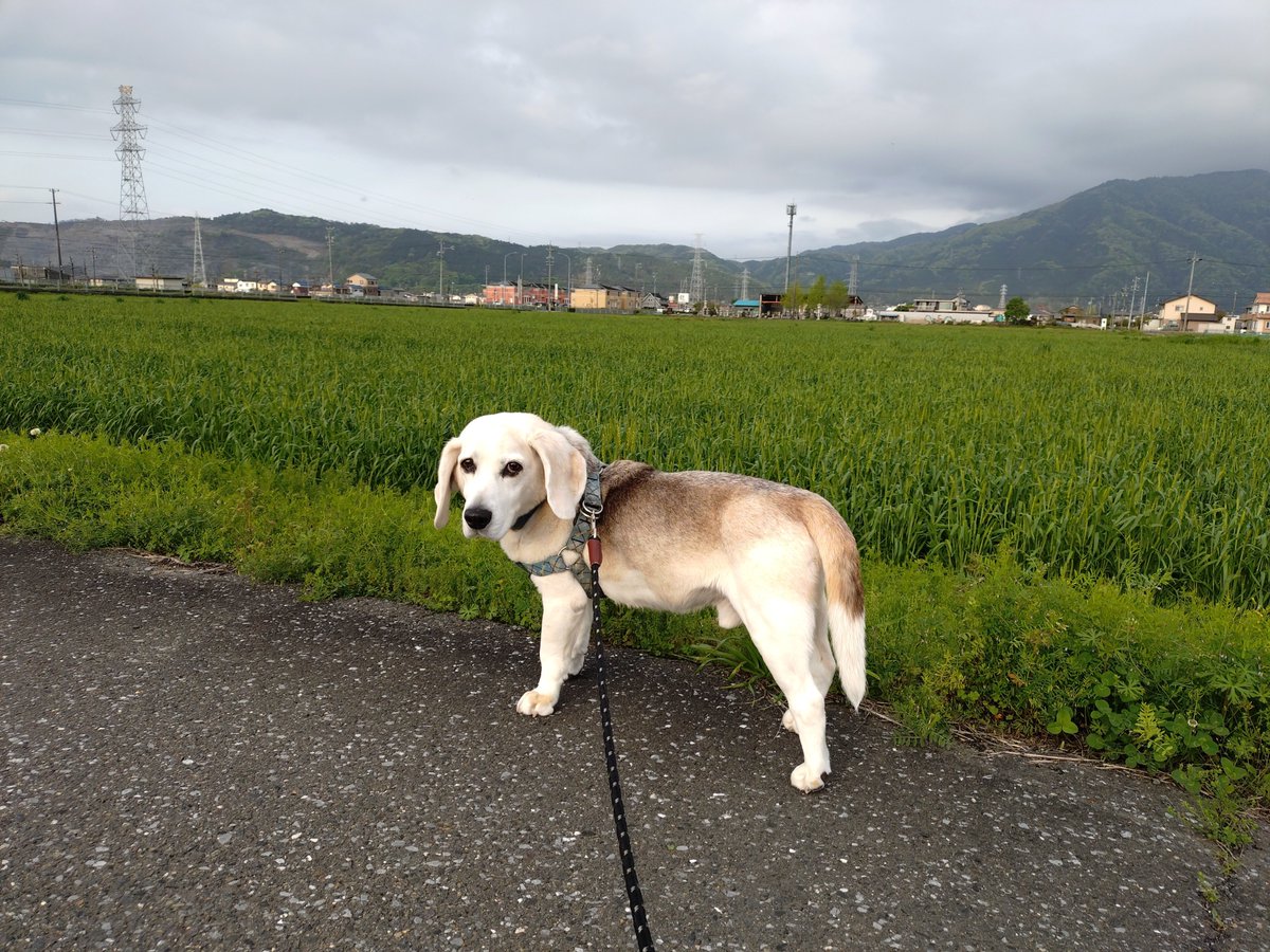 n_yan_3's tweet image. どんよりした雲に覆われているけど、ほど良い気温のあさんぽ日和
しかも珍しくカメラ目線！
#beagles　#FridayMorning