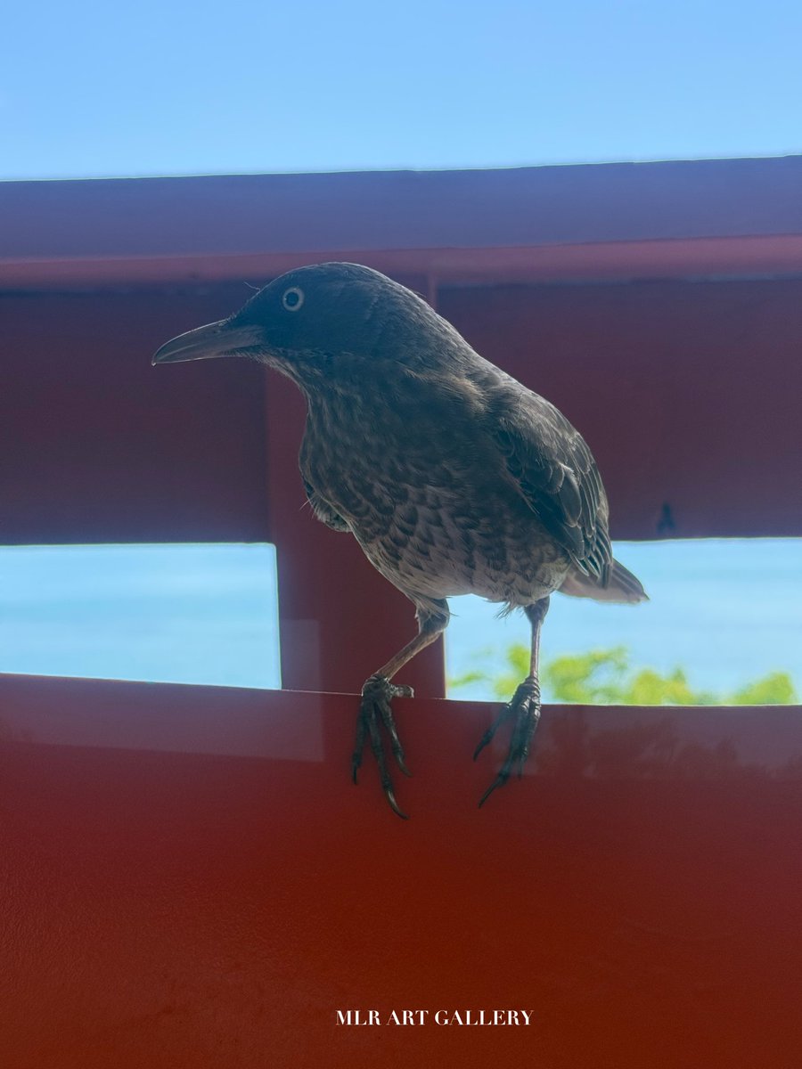 Este chico nos visitó hoy y es marrón, no los habia visto de este color.😍🐦‍⬛