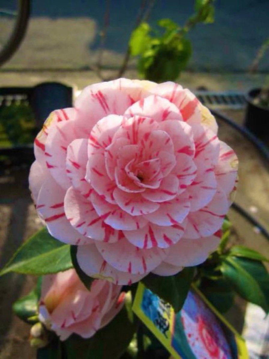 mori♡mori tweet media