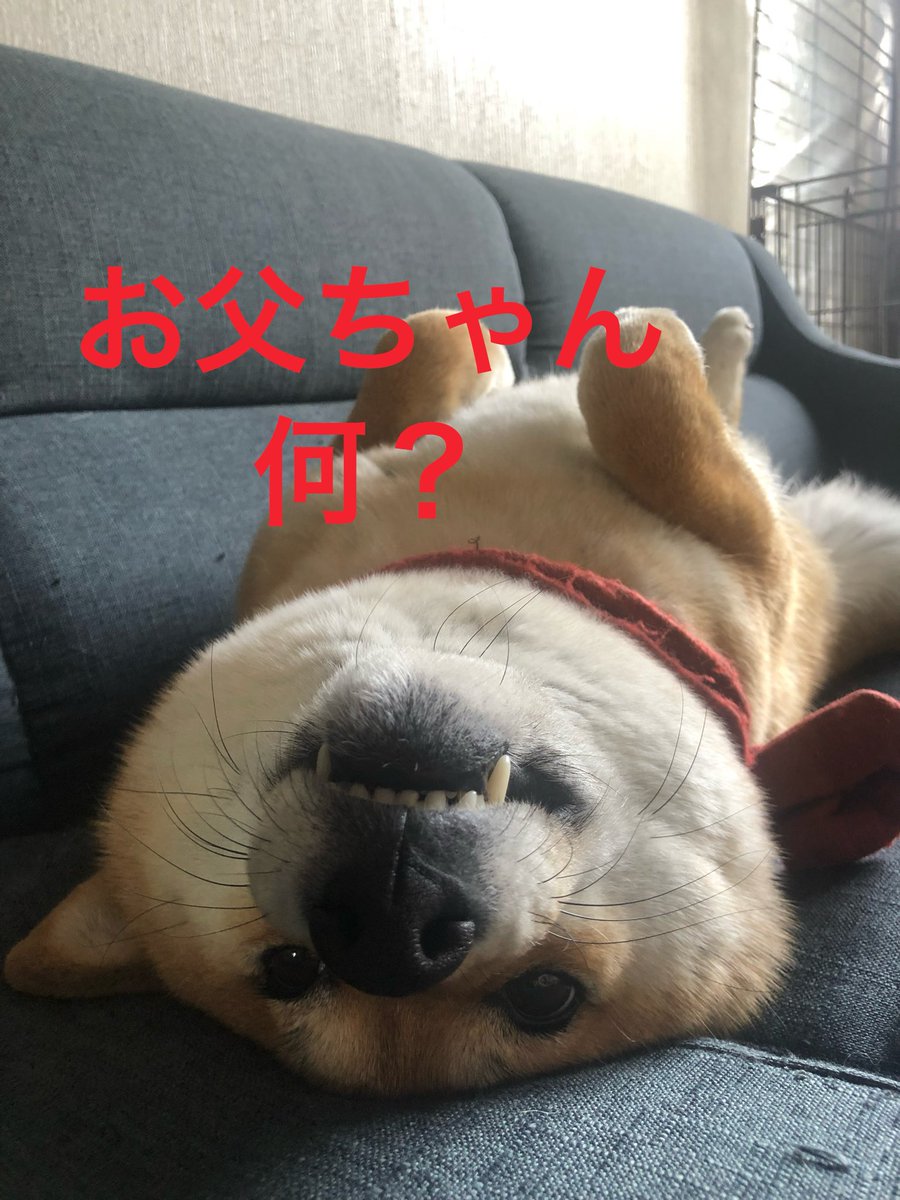 Takasan43228157's tweet image. ひっくり返ったらドラえもんみたいになります笑

#dogsofinstagram #dog #心亜 #しばいぬ #柴犬 #柴犬との暮らし #柴犬のいる生活 #柴犬のいる幸せ