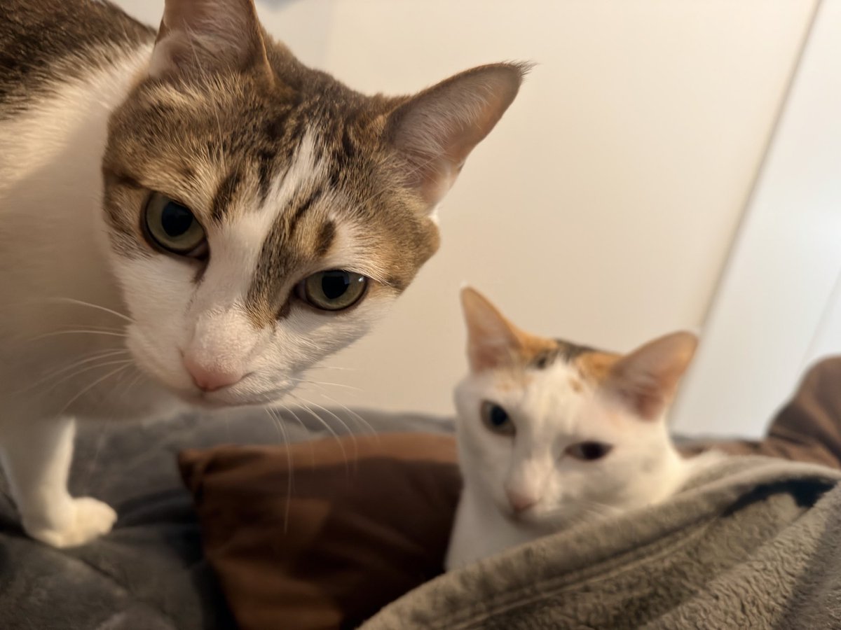 ちんぴょろ君 tweet media