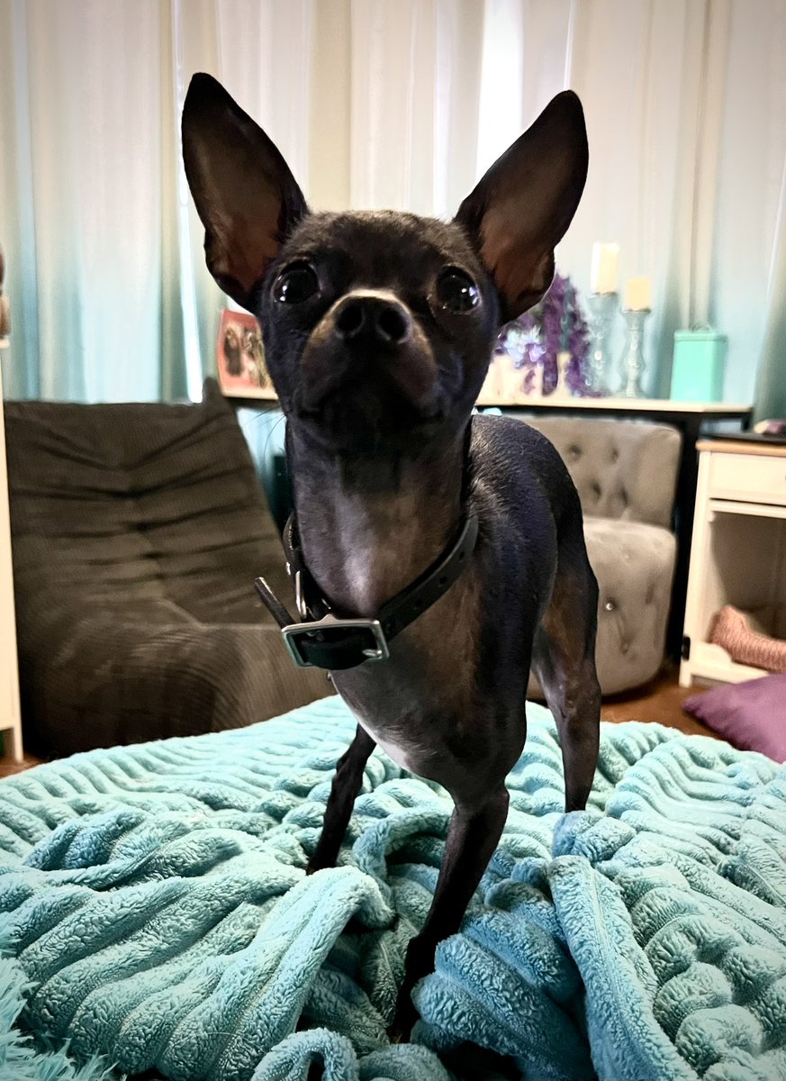 THE HERD HOUSE tweet media