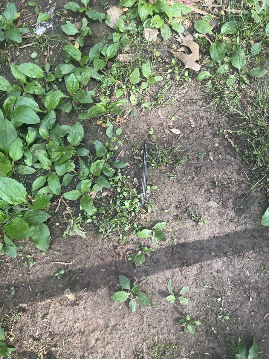 justin bolin tweet media