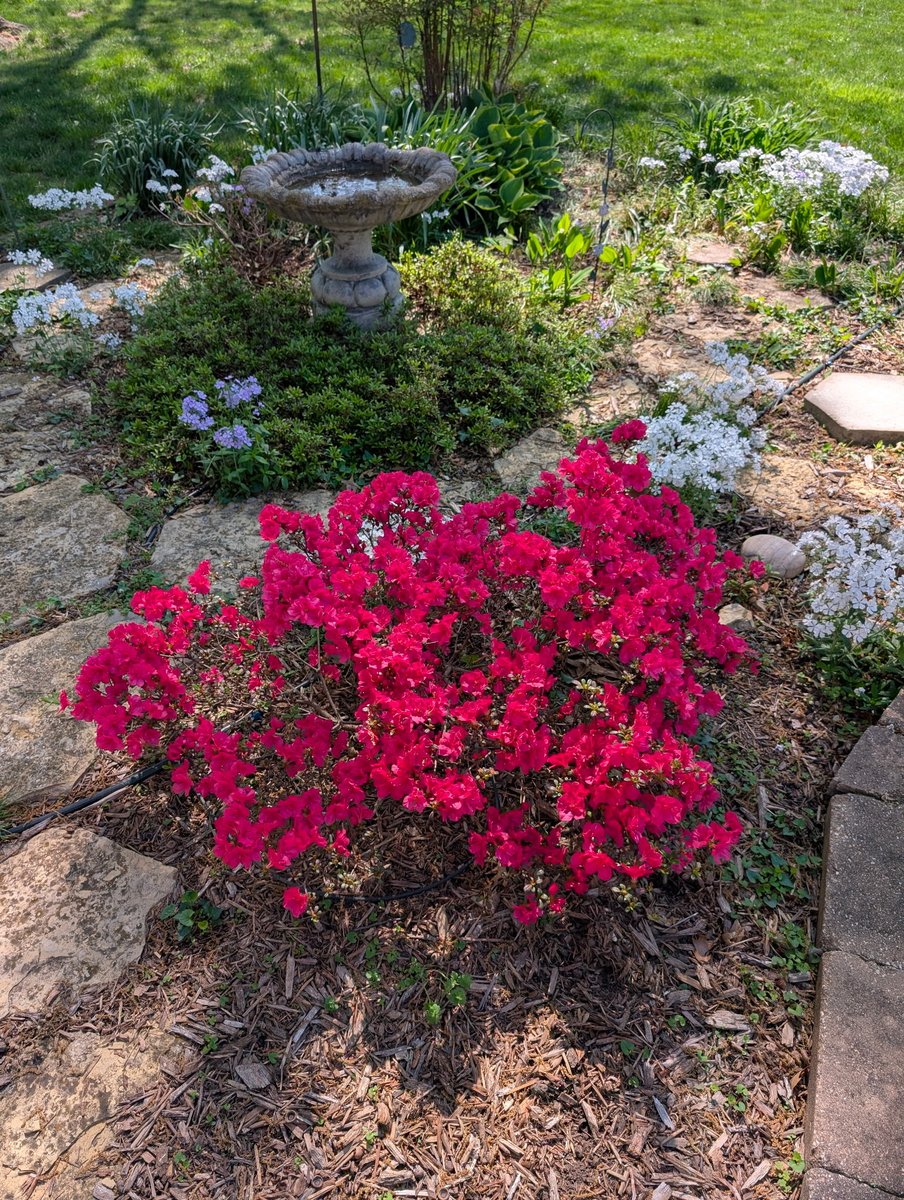 BarbaraCanales3's tweet photo. @ZwartblesIE Love all of your flower photos. This is my magnificent azalea from here in Kansas this year. https://t.co/Si1htUIQzx