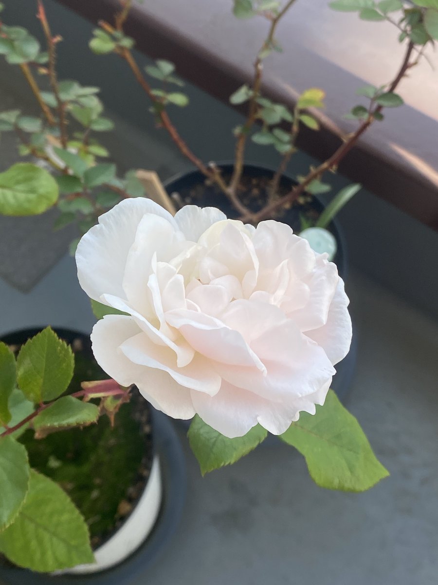 suraxjunk's tweet photo. ようやく花が咲いた我が家の薔薇

去年と今年で花の色と形がまったくの別人なんだけど 一体何が起こってるの？

白い花が今年の写真でサーモンピンクの花が去年の写真 https://t.co/6q1xwpsAV7
