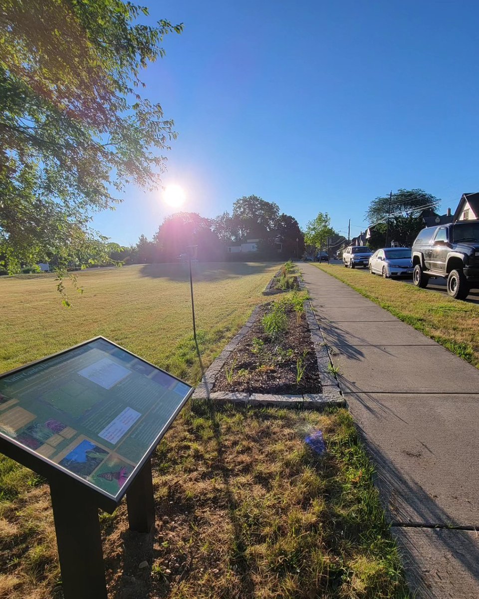 subvgardener's tweet photo. Replacing turf with native planting changes how land works in the city.

Shared by @greenguerrillallc, these demo beds show how native gardens can support biodiversity, improve water absorption, and strengthen local ecosystems.

#SubversiveGardener #NativePlants #Biodiversity https://t.co/uR5gCh2Zf9