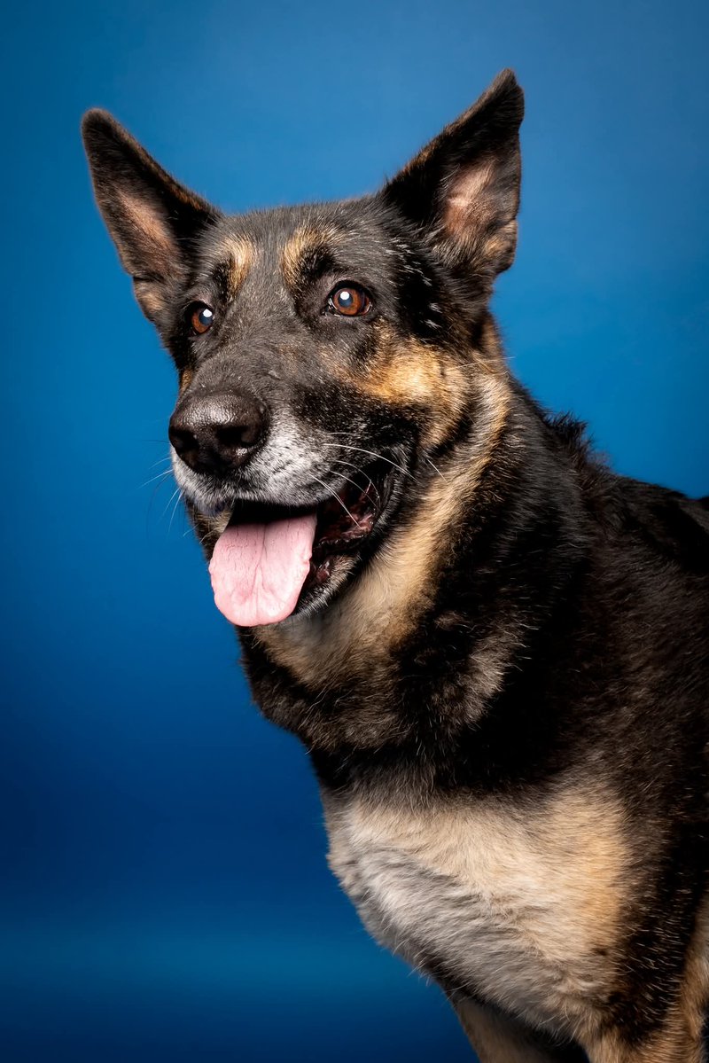 PAWSPendletonOR tweet media