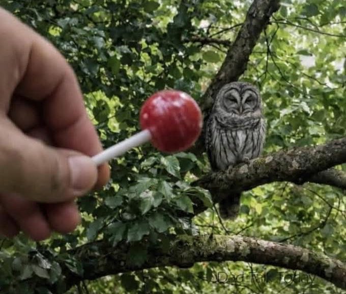 Thrilla the Gorilla tweet media