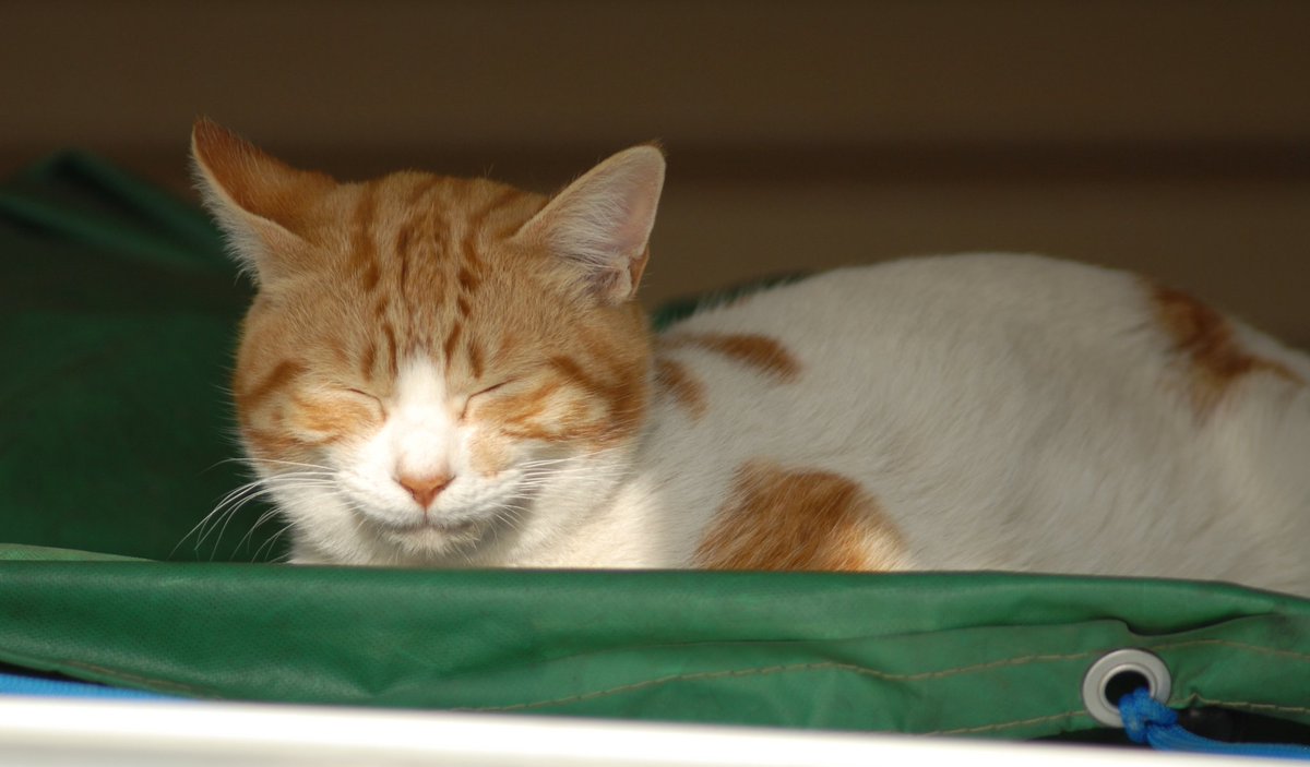 おはようございます。
今日も天気は良さそうです。

#ニコン　#D200 #オールドレンズ　#CCD #猫