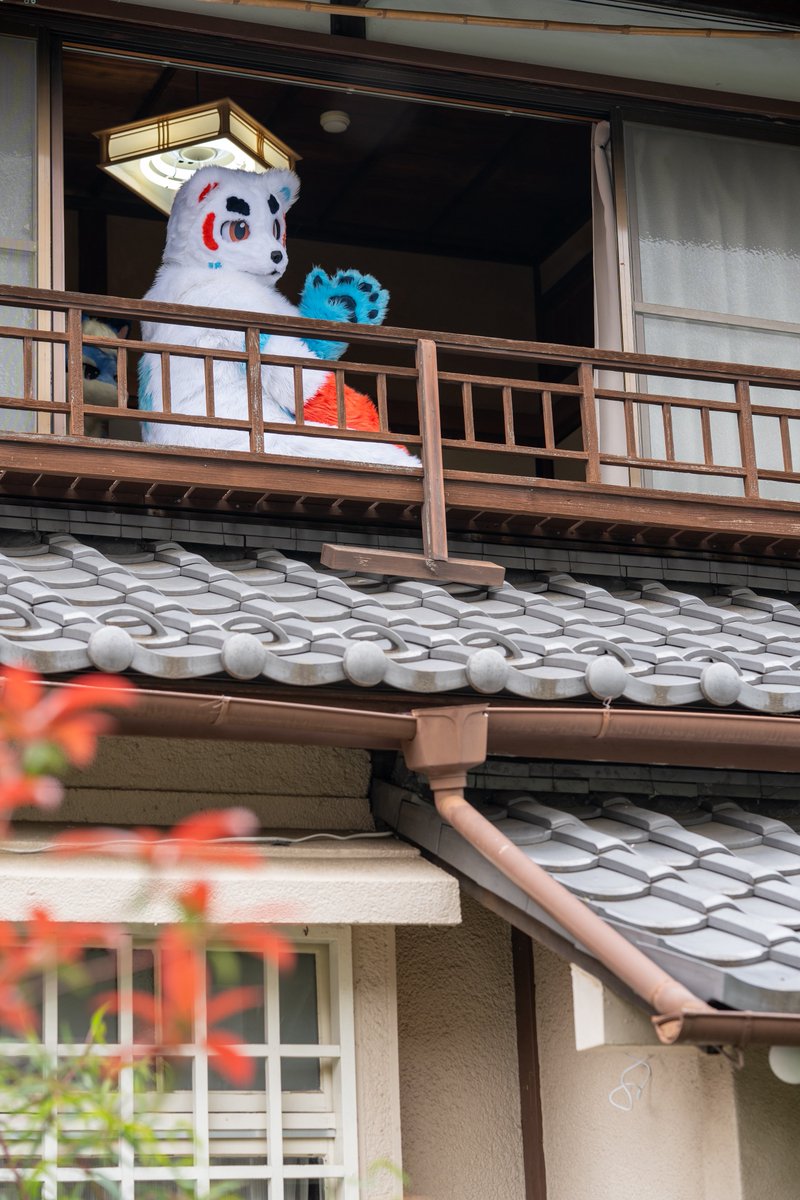 しろくぬくん🔜はつじゅー会 tweet media