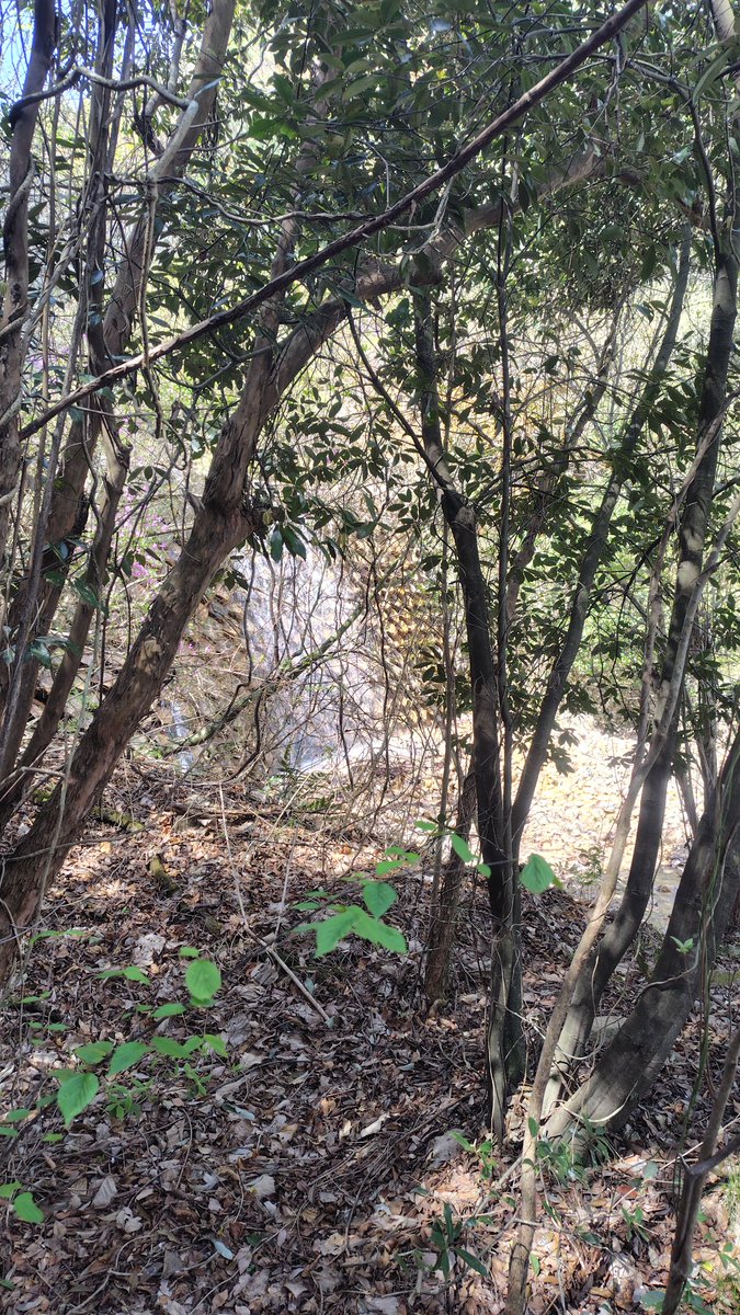 グレエス tweet media