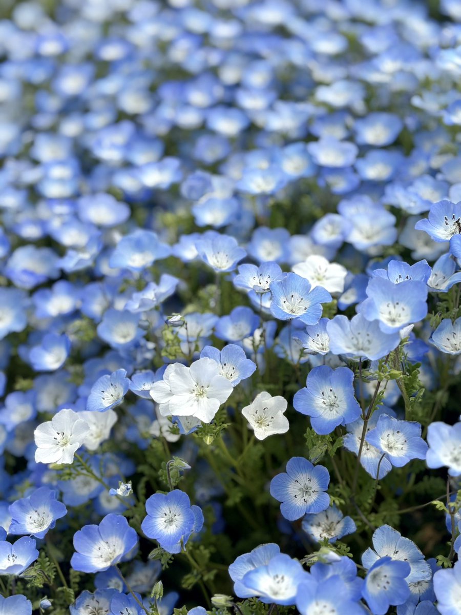 おさかな tweet media