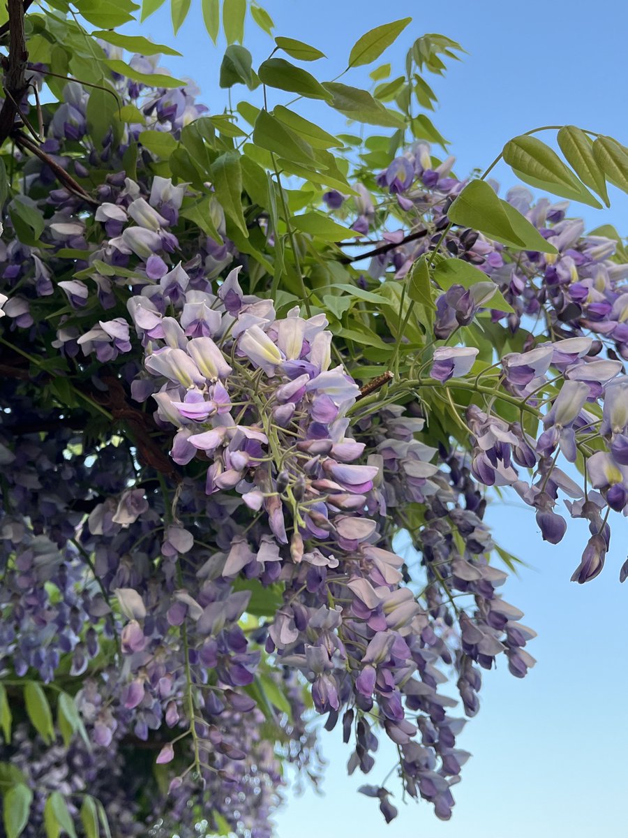 どうながうさぎ tweet media