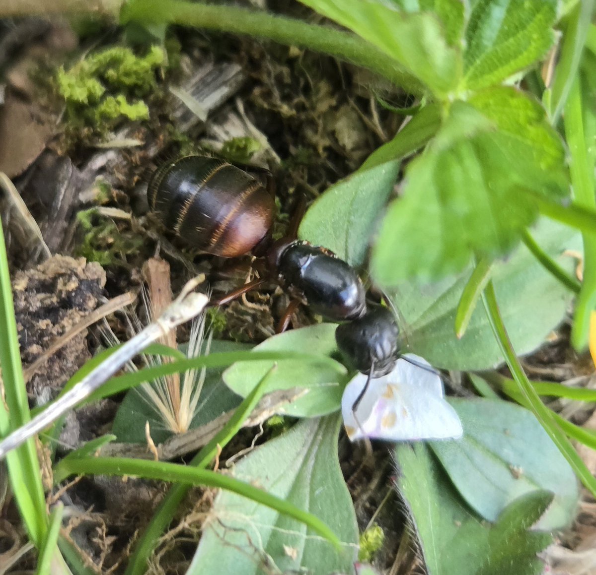 🐞 Avy 🐞 tweet media