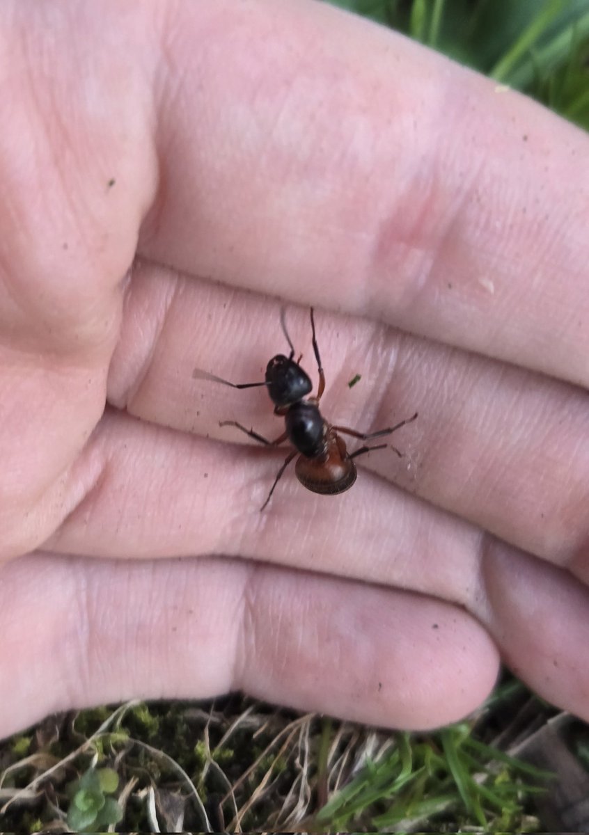 🐞 Avy 🐞 tweet media