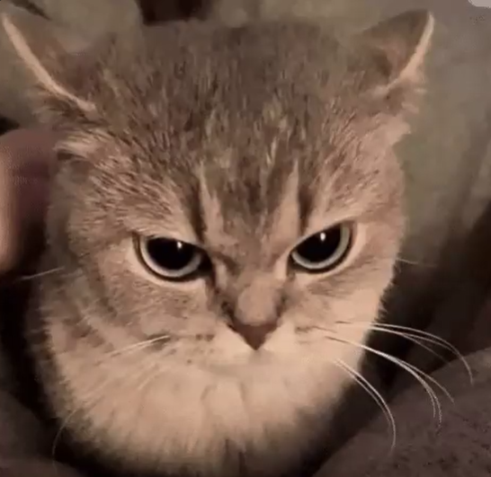 🤍🖤❤️ Angelino11--PresSure ❤️🖤🤍 tweet media