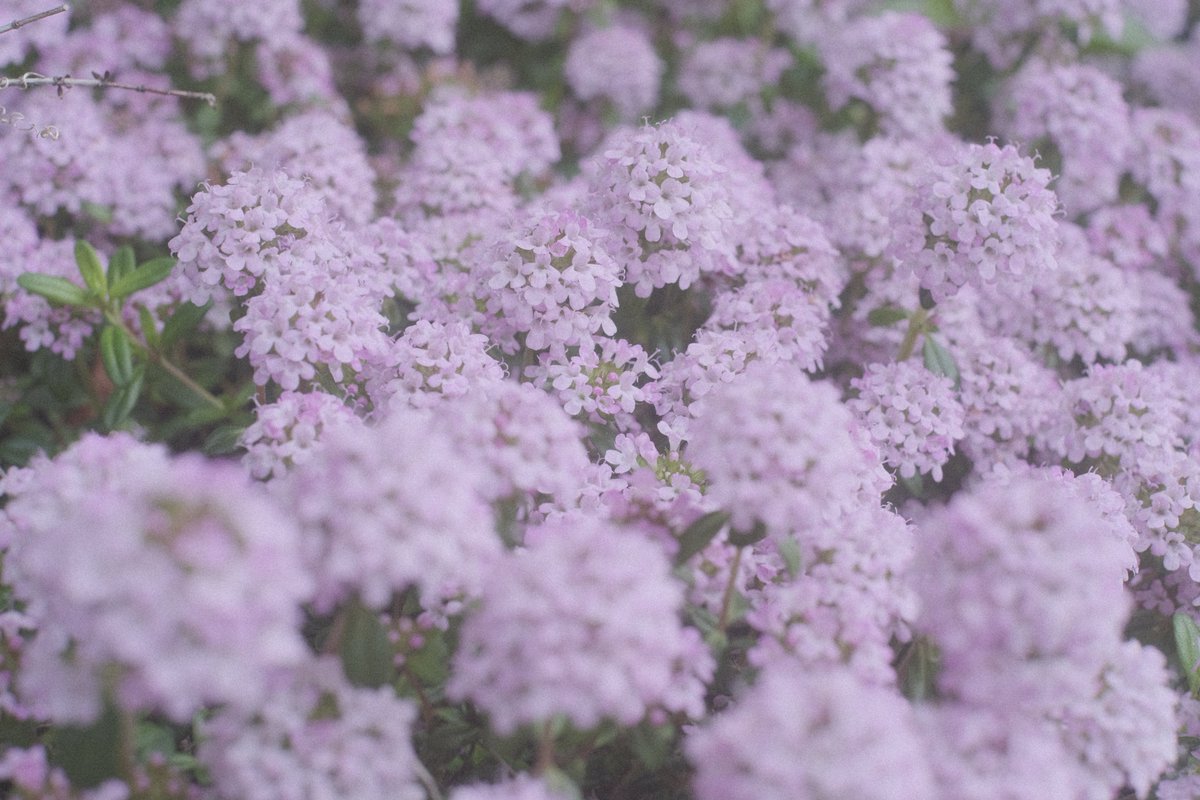 momochaaanmac's tweet photo. お散歩スナップ
#バスケットゴール #下駄箱 #花 #Flower
#スナップ #snap
#X_Pro3 #FUJIFILM
#写真好きな人と繋がりたい https://t.co/5ui18wunfp