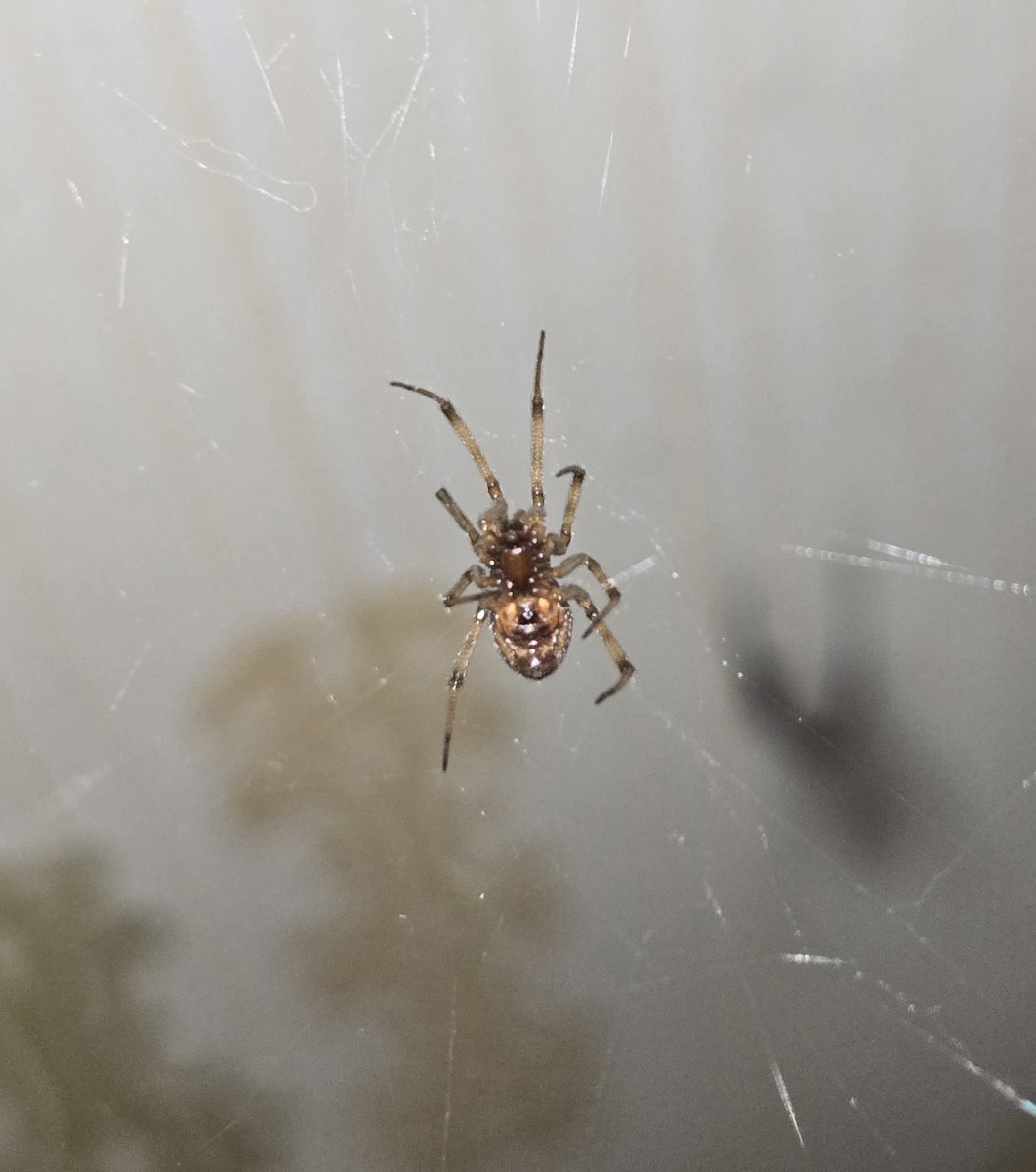 🐞 Avy 🐞 tweet media