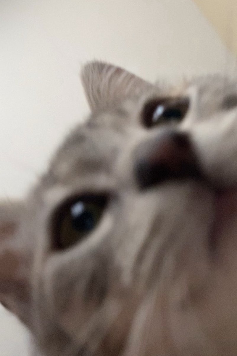 <a href="/cosphotographs/">lex™ 🔜22%⭐️</a> hi! I go by juice. she/her. my fav pokemon is charmander! I’m disabled/bedbound, so it’s a little tough for me to make friends irl, so I am very grateful for all the lovely people I’ve met on here. I love bts, and my cat! she’s my best friend 💛

throne.com/juiceboxgirly