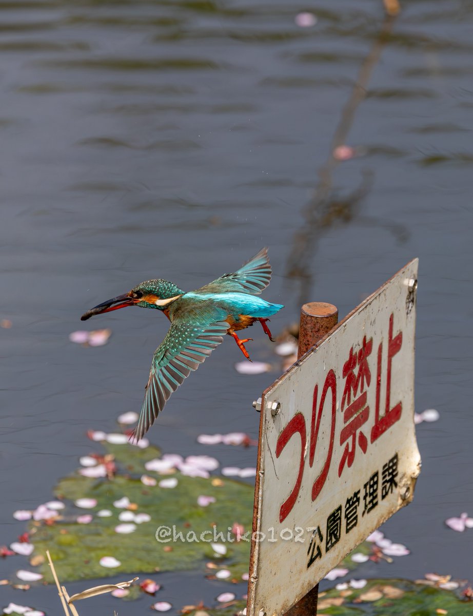 hachiko1027's tweet image. お魚咥えたカワセミ子さ〜ん😊
　꒰ঌ(* ॑꒳ ॑*  )໒꒱ﾞ

#カワセミ #kingfisher #Canon #キャノン党でほめあいたい