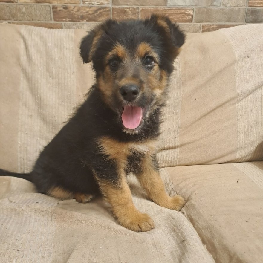 NuevaVidaAdop's tweet image. #madrid 
PICARON cachorro mestizo de 2 meses abandonado en colonia felina
NECESITA #adopcionresponsable 
Sociable con niños🐶🐱
De tamaño mediano en edad adulta
Se entrega chipado,vacunado,desparasitado y CON compromiso de castracion 
CONTACTO 📩facenuevavida@gmail.com 
#adopta