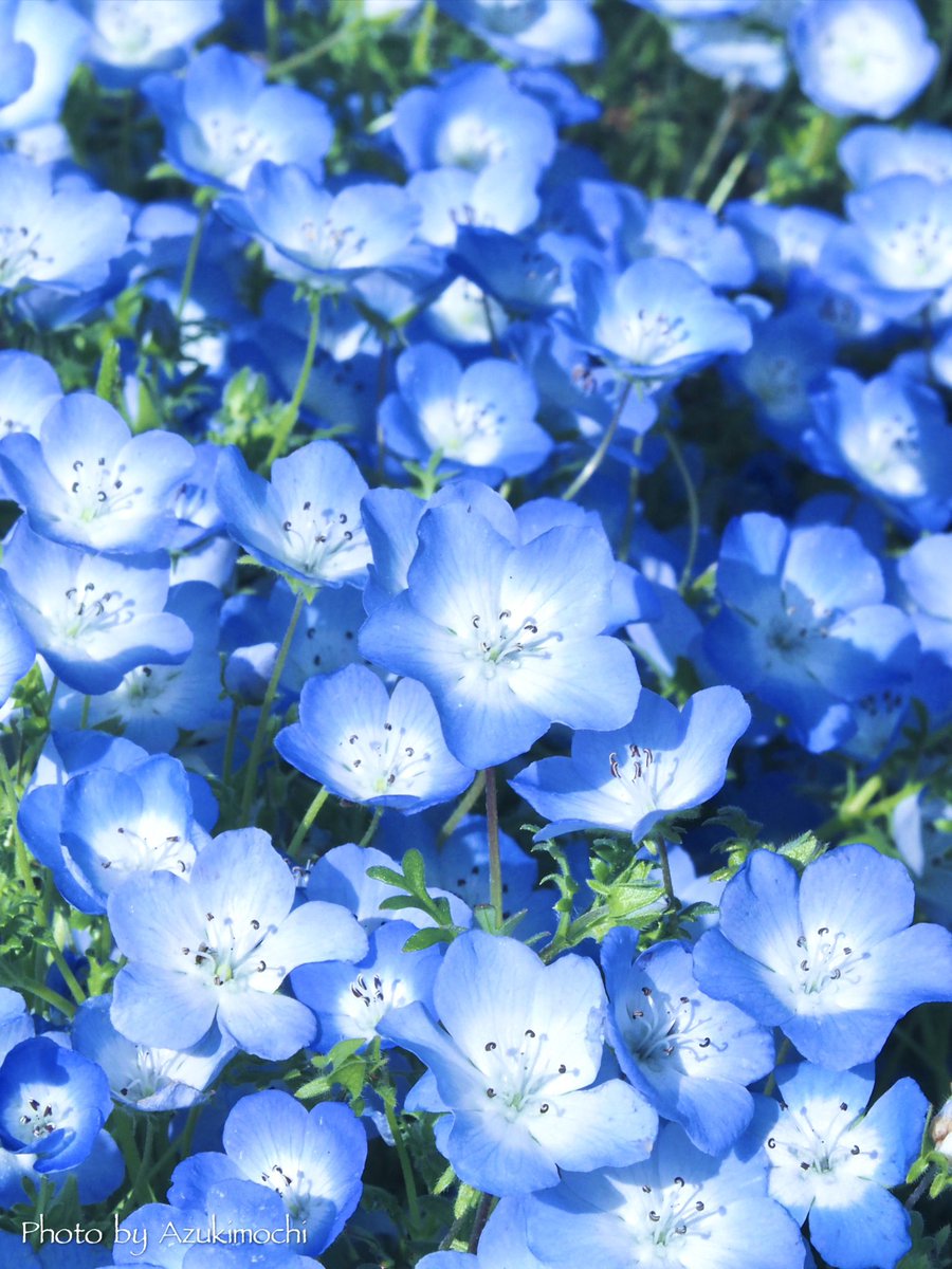 小豆餅乃𝕗𝕝𝕠𝕨𝕖𝕣 𝕣𝕠𝕠𝕞 𖧷𓂃◌ tweet media