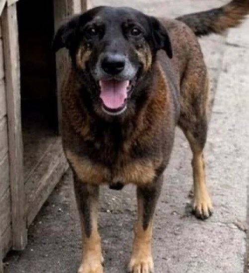 UpdateCharts tweet media