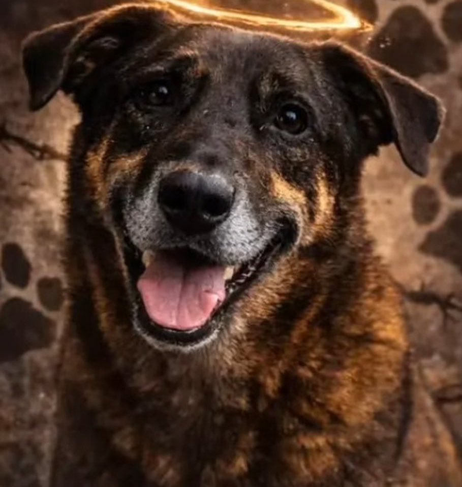 UpdateCharts tweet media